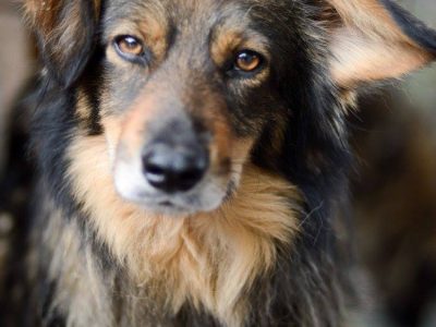 Wyjątkowy Robin szuka wyjątkowego domu