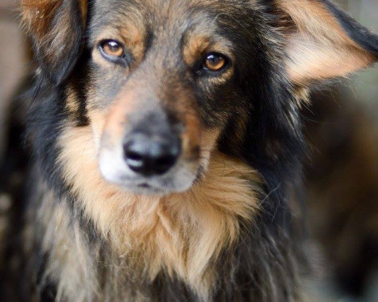 Wyjątkowy Robin szuka wyjątkowego domu