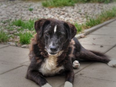 Wania - kochany psiak szuka domu!