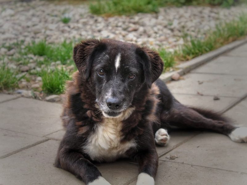 Wania - kochany psiak szuka domu!