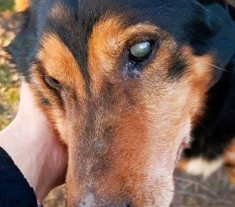 SIMON - skrajnie zaniedbany, niewidomy seniorek szuka domu