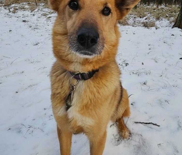 Piękny psiak Fox szuka domu!