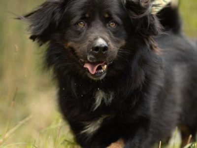 MORUSEK - cudowny psiak szuka najlepszego domu