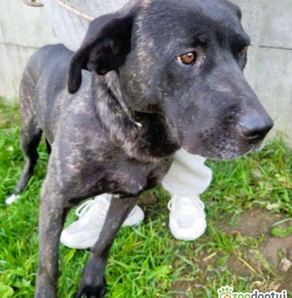 FIBI - piękna delikatna sunia szuka domu