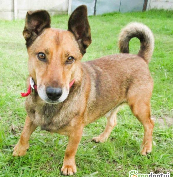 FADO - niewielki, porzucony psiak, ADOPTUJ!