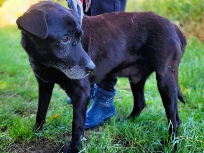 SENIOREK - staruszek błaga o godną jesień życia, ADOPTUJ