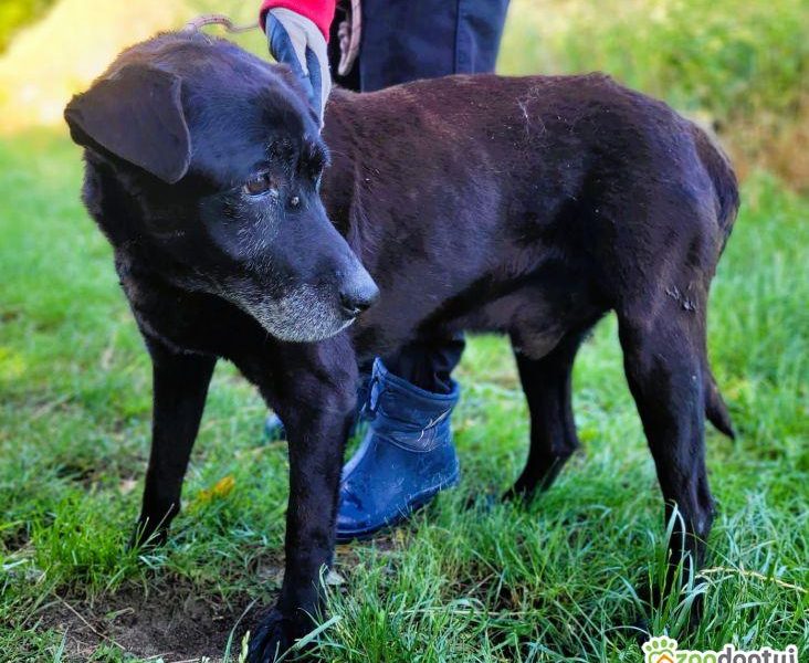 SENIOREK - staruszek błaga o godną jesień życia, ADOPTUJ