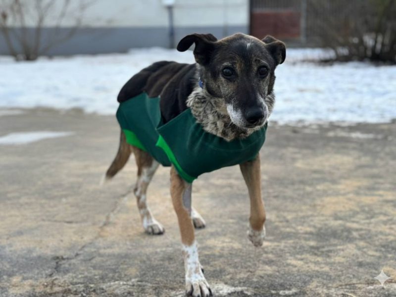 Psia seniorka Kora szuka domu!