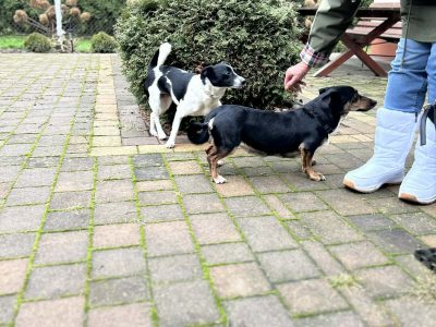 Dwie nakolankowe sunie jamnik mix szukają domu!