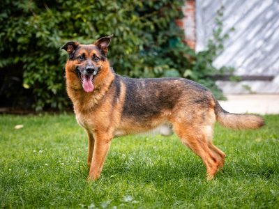 Lizak - mądry, łagodny, kochający pies BŁAGA o dom!