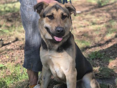 Magnus - duży pies o wielkim sercu szuka domu!