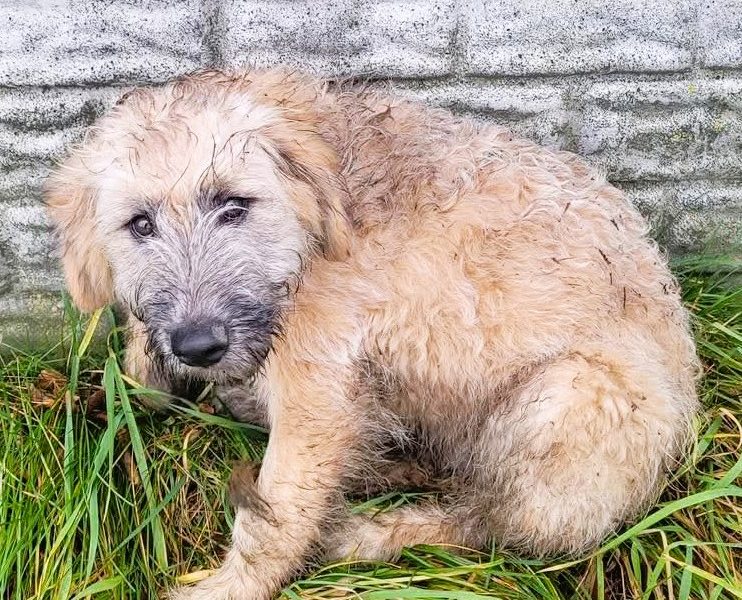 BETI - fantastyczna sunia szuka najlepszego domu