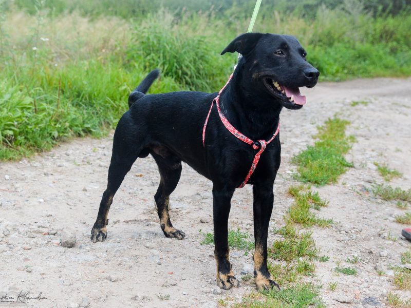 Bambo - wesoły, pełen życia, grzeczny psiak!