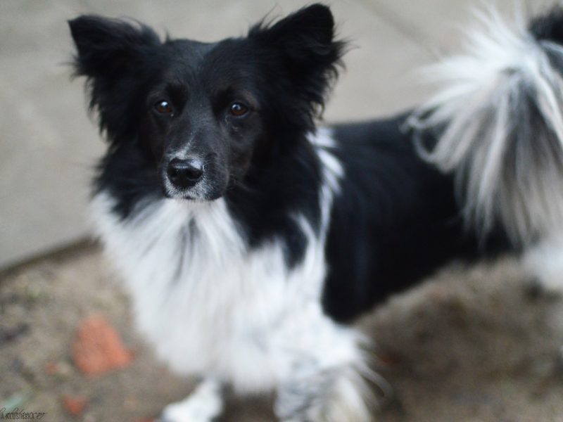 Pędzel - przecudny, niewielki psiak szuka domu!