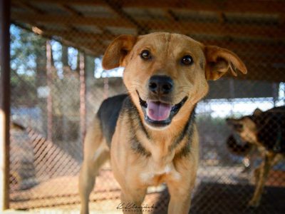 Aron - spokojny psiak szuka kochającego domu!