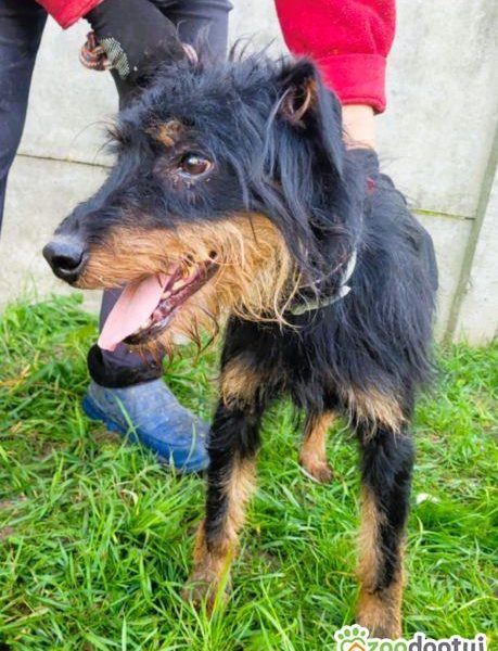 TERI - delikatny psiak w typie terriera za kratami, ADOPTUJ