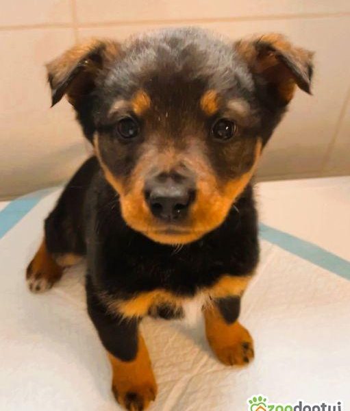 KACPEREK - piękny, mały szczeniak szuka domu