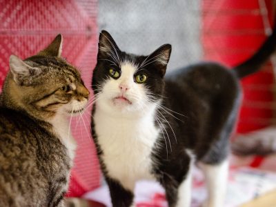 Dany - domowy, wychowany, wesoły kotek!