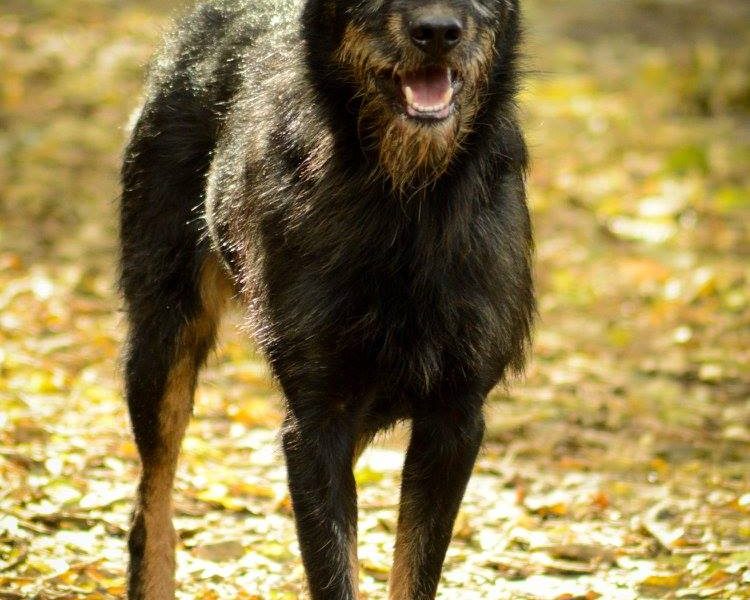 Disel - cudny, nieśmiały terrierek szuka domu!