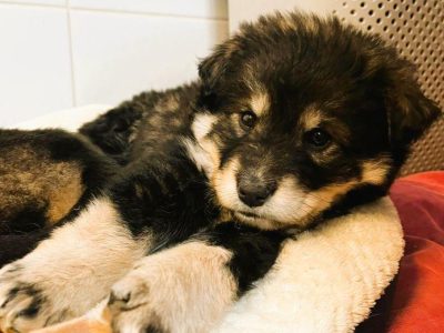 BALTAZAR - cudowny szczeniaczek szuka super domu