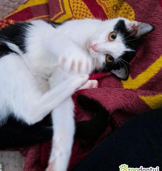 PIANKA - super kicia szuka domu