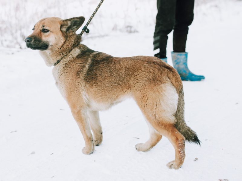 Doris - niekonfliktowa, wesoła sunia szuka domu!