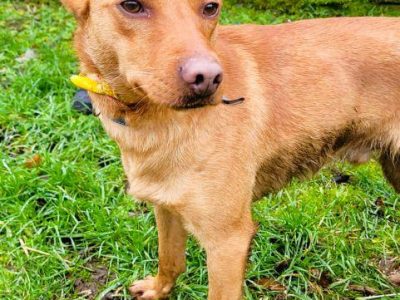 FREDZIK - piękny psiak a typie psa faraona ADOPTUJ