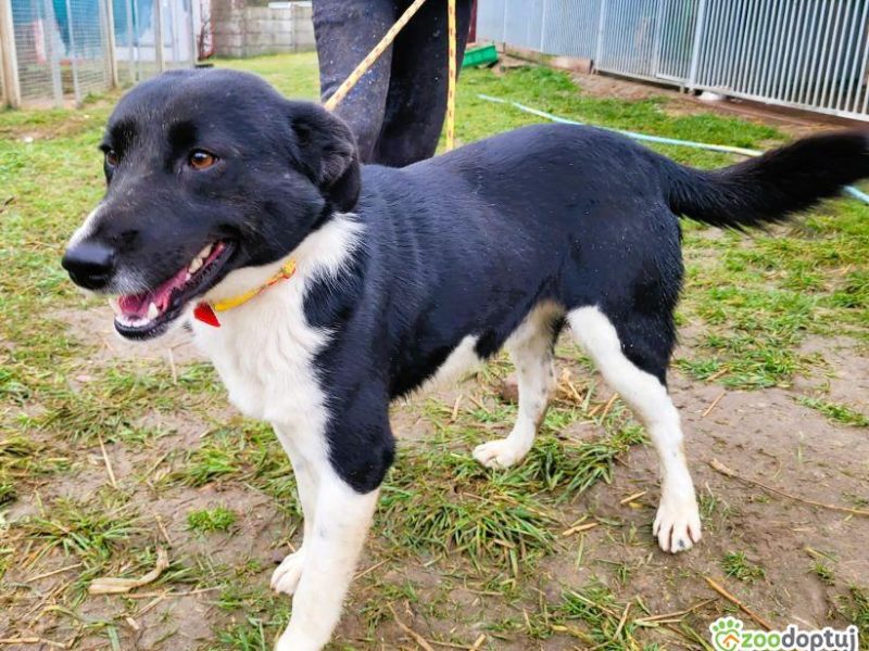 OLAF - cudowny, piękny psiak szuka domu