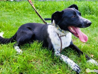FELIKS - super psiak w typie border collie do adopcji