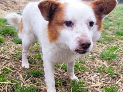 MIESZKO - niewielki, delikatny psiak szuka domu