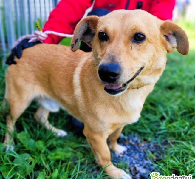 ZAJĄCZEK - cudowny psiak o świetnym charakterze, ADOPTUJ