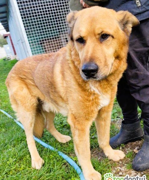 TUPTUŚ - zapomniany przez wszystkich, kochany psiak do adopc