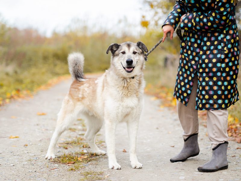 Chase - cudowny wielkolud szuka domu!