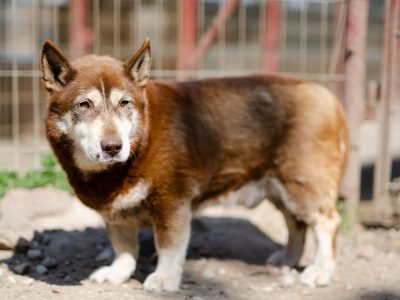 Luntek - niskopodłogowy czekoladek szuka domu!