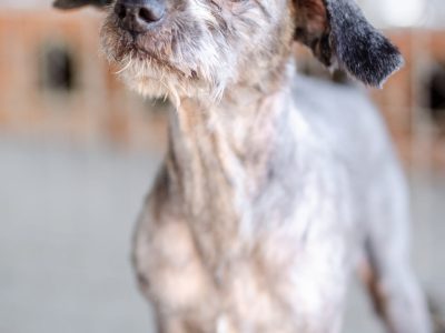 Misiek - przyjazny, wesoły psiak szuka domu!