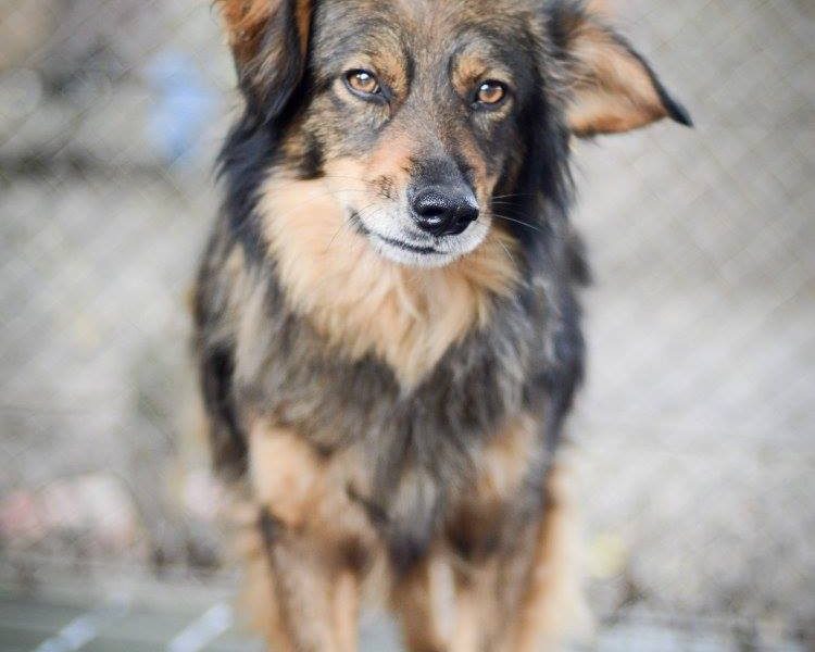 Wyjątkowy Robin szuka wyjątkowego domu