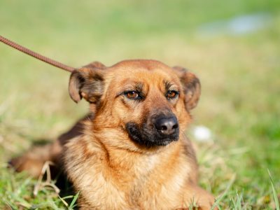 Cudowna, delikatna Kora szuka domu!