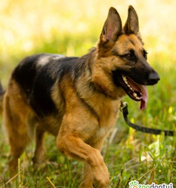 GANA - piękna sunia w typie owczarka szuka domu