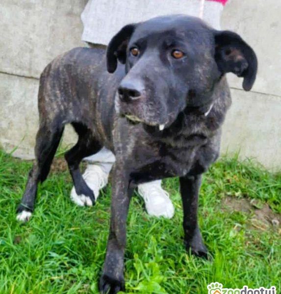 FIBI - piękna delikatna sunia szuka domu