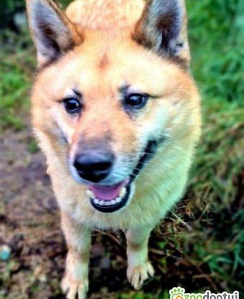 TOSIA - piękna, delikatna sunia szuka domu