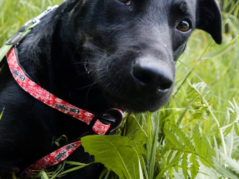 Bambo - wesoły, pełen życia, grzeczny psiak!
