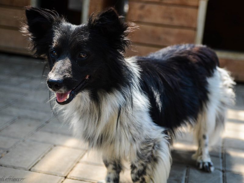 Pędzel - przecudny, niewielki psiak szuka domu!