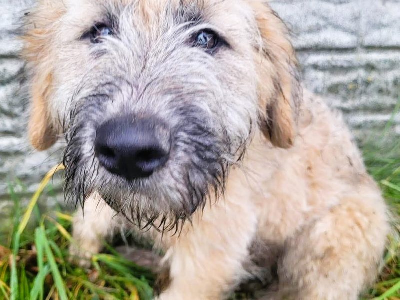 BETI - fantastyczna sunia szuka najlepszego domu