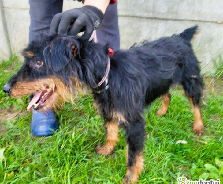 TERI - delikatny psiak w typie terriera za kratami, ADOPTUJ