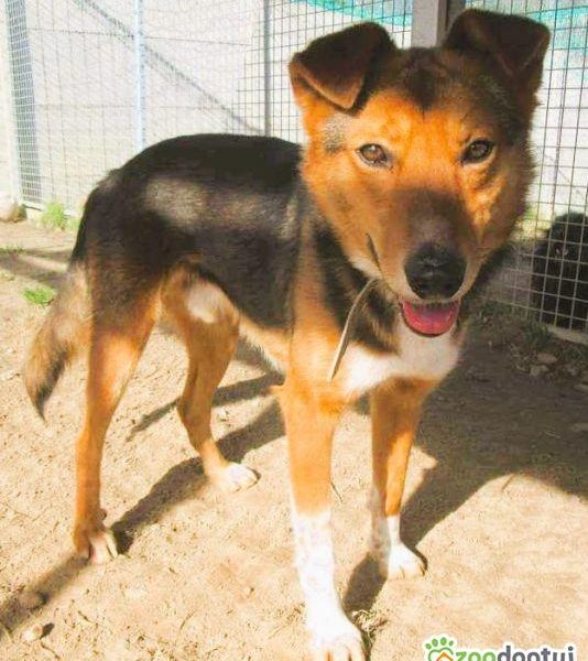 BRYŚ - młody, delikatny psiak szuka domu