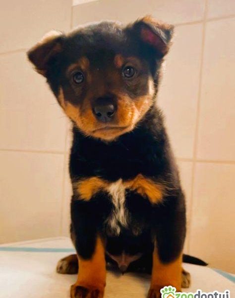 KACPEREK - piękny, mały szczeniak szuka domu