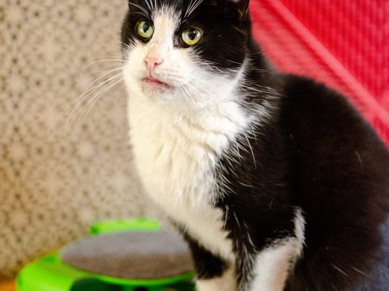 Dany - domowy, wychowany, wesoły kotek!