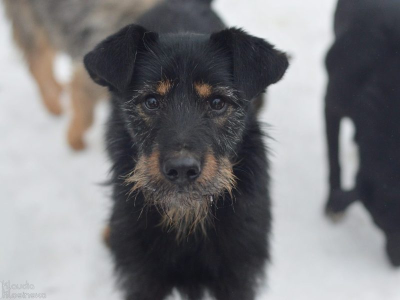 Disel - cudny, nieśmiały terrierek szuka domu!