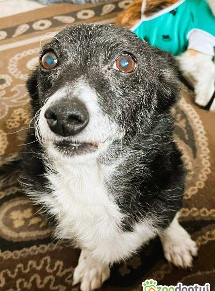 KULKA - kochana, mała sunia szuka pilnie domu