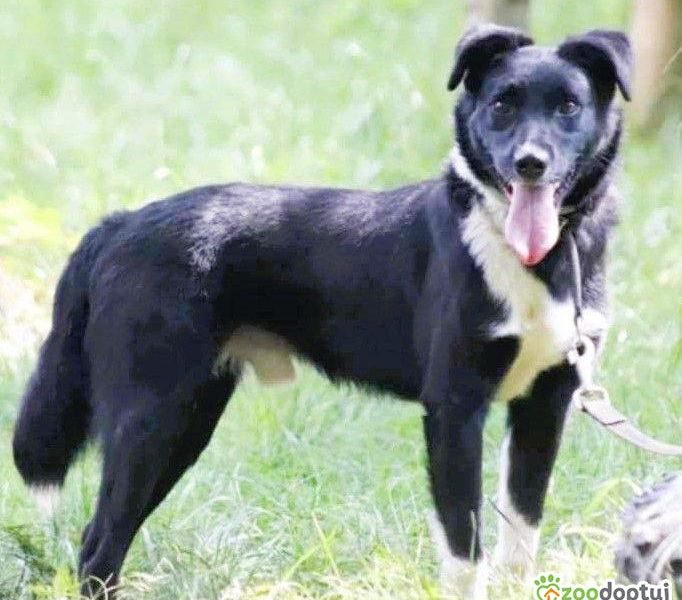 MORAJ - delikatny, wrażliwy psiak szuka najlepszego domu